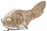 Lower Turonian Fossil Fish on Ammonite Stand - Asfla, Morocco #277036-1